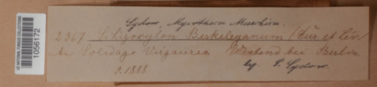 Schizoxylon berkeleyanum image